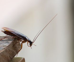 Estrategias efectivas para el control de la cucaracha americana: Prevención y eliminación