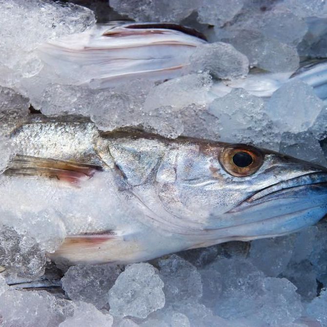 El pescado azul y el pescado blanco: estos son sus beneficios