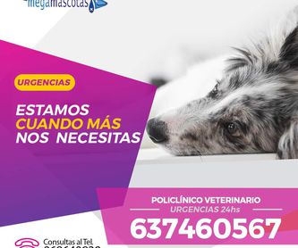 Peluquería canina y felina: Servicios de Megamascotas