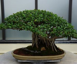 Las macetas de bonsái
