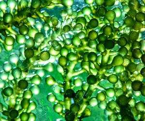 Antioxidantes naturales