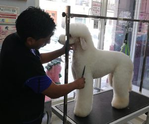 Cursos peluquería canina