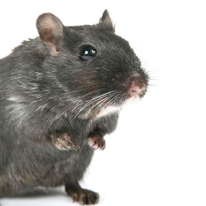 Cómo detectar roedores