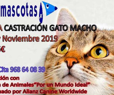 Gran campaña de castración de gato macho en Molina de Segura