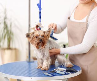 Precauciones en los cortes de pelo para perros