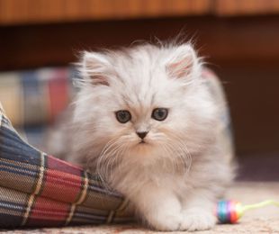 Cuidados y alimentación de los gatos esterilizados