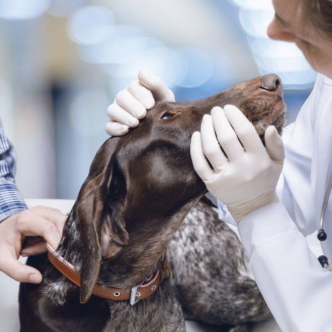 ¿Necesitas una emergencia veterinaria para tu mascota?