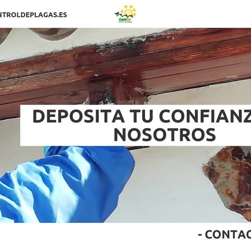 Control de plagas en Tenerife | Castesol Control de Plagas