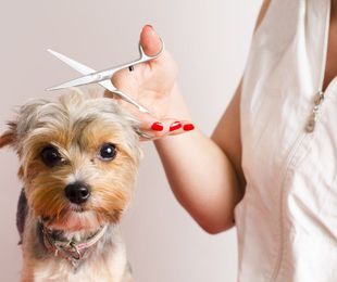 ¿Cada cuánto tiempo debería llevar a mi perro a la peluquería canina?