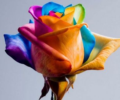 Rosas Multicolor