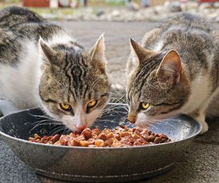 ¿Cada cuánto debe comer un gato?
