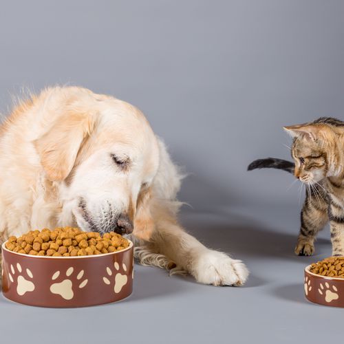 alimentación para perros y gatos en Úbeda