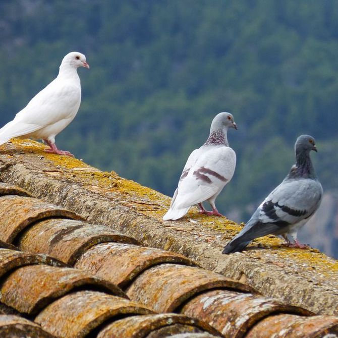 El control de aves en los tejados y fachadas