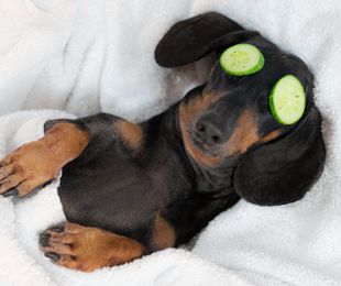 Un día de spa: La experiencia de lujo para tu mascota