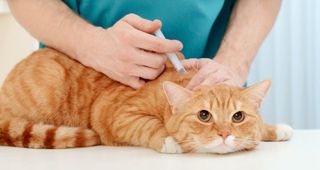 ¡Protege a tu Felino! La importancia de las vacunas en los gatos
