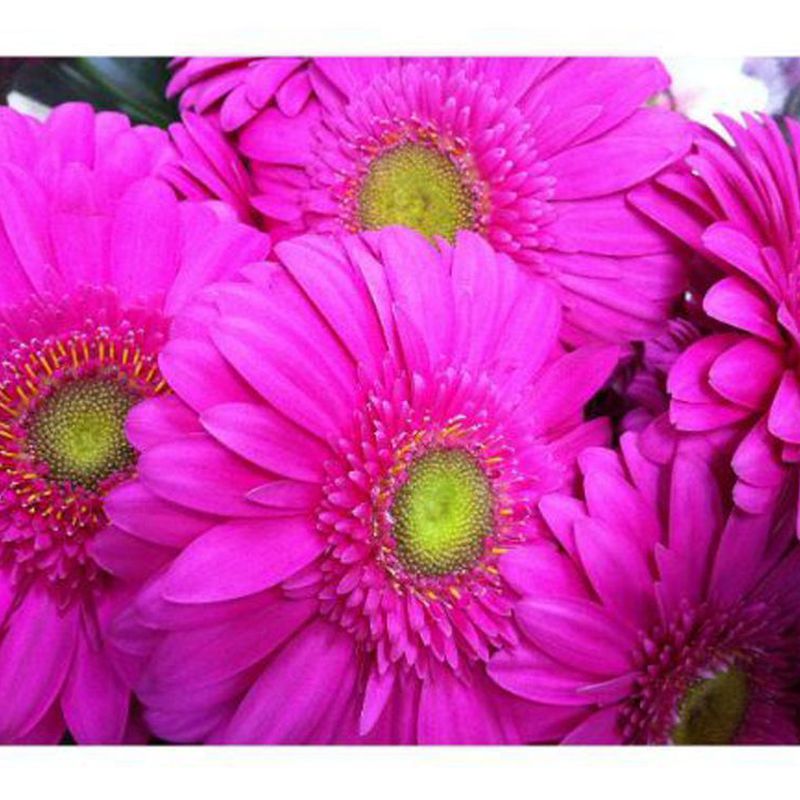 Gerberas: Catálogo de Flores Maranta