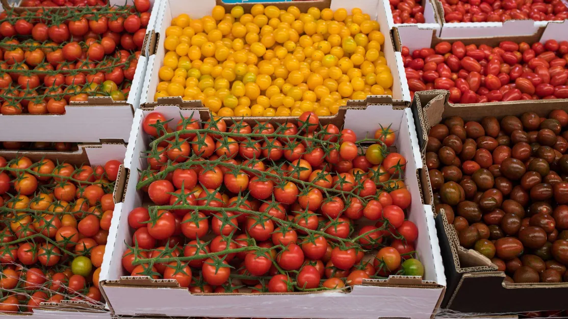 Variedad de tomates para hostelería en Las Palmas de Gran Canaria