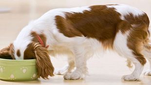 Imagen de ¿Qué hacemos? - Alimentación