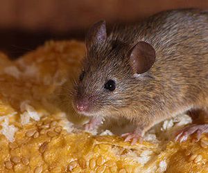 Plagas de ratas en Albacete