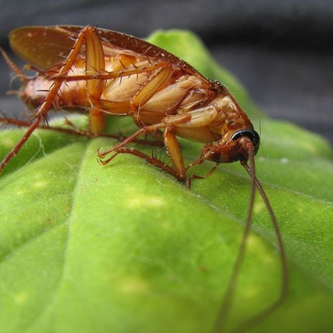 Los peligros de las plagas de cucarachas