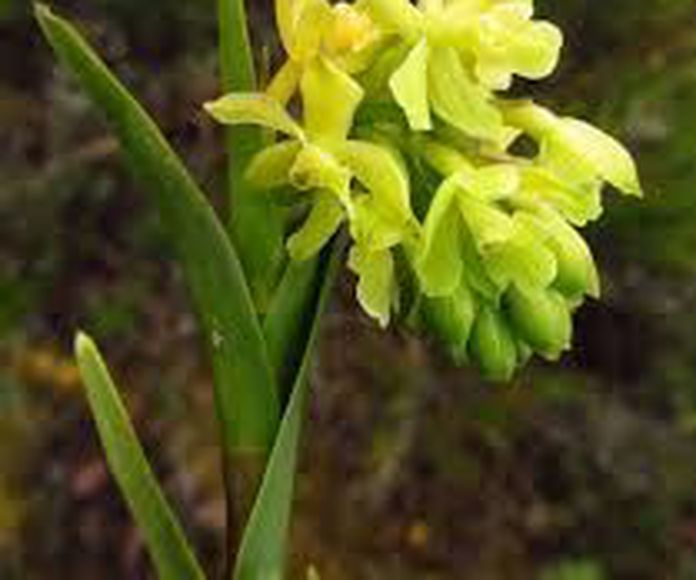 Orquídea Sol : Terapias de Terapias Alternativas Isabel