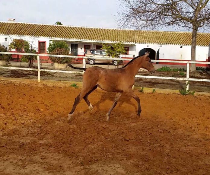 Venta de potros