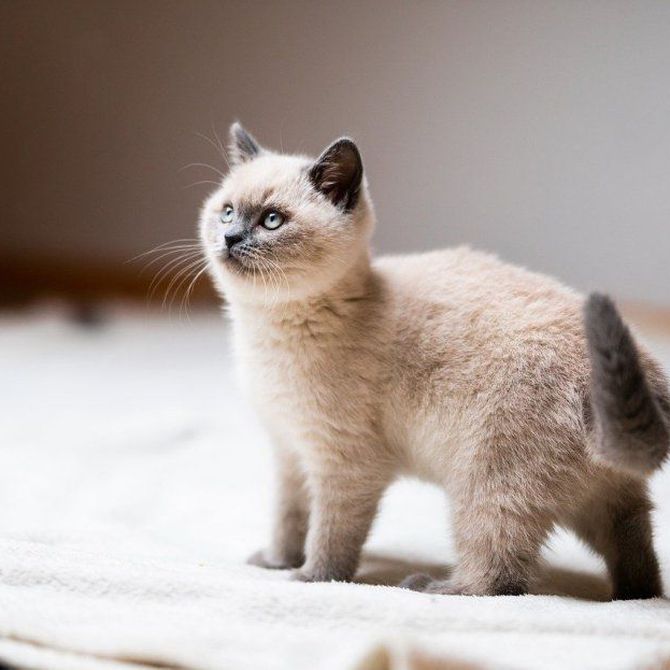 ¿Qué vacunas son necesarias para un gato?