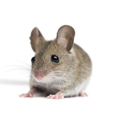Control de plagas de roedores en Valencia