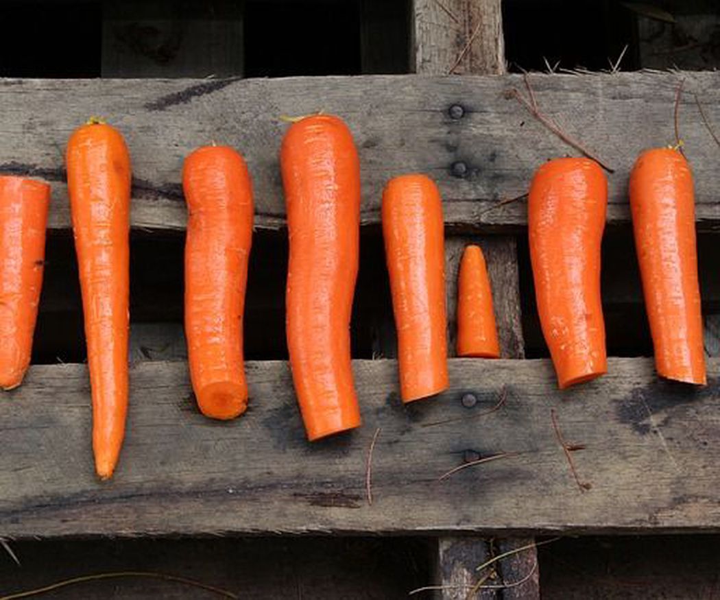 El futuro de las zanahorias
