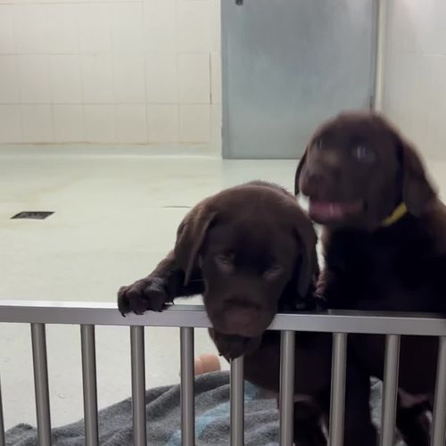 Cachorros de labrador