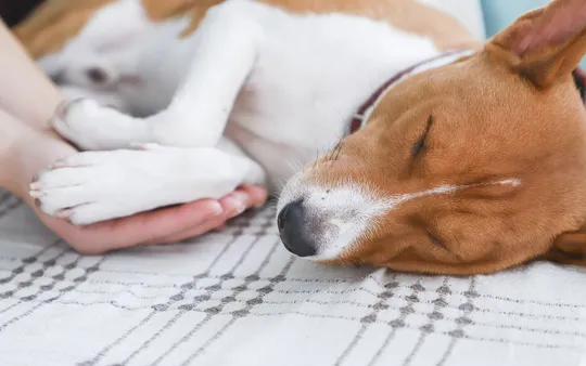 Imagen 1 de la galería