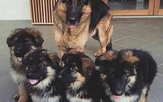 Desparasitación de animales