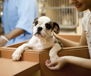 Castración química /quirúrgica perros