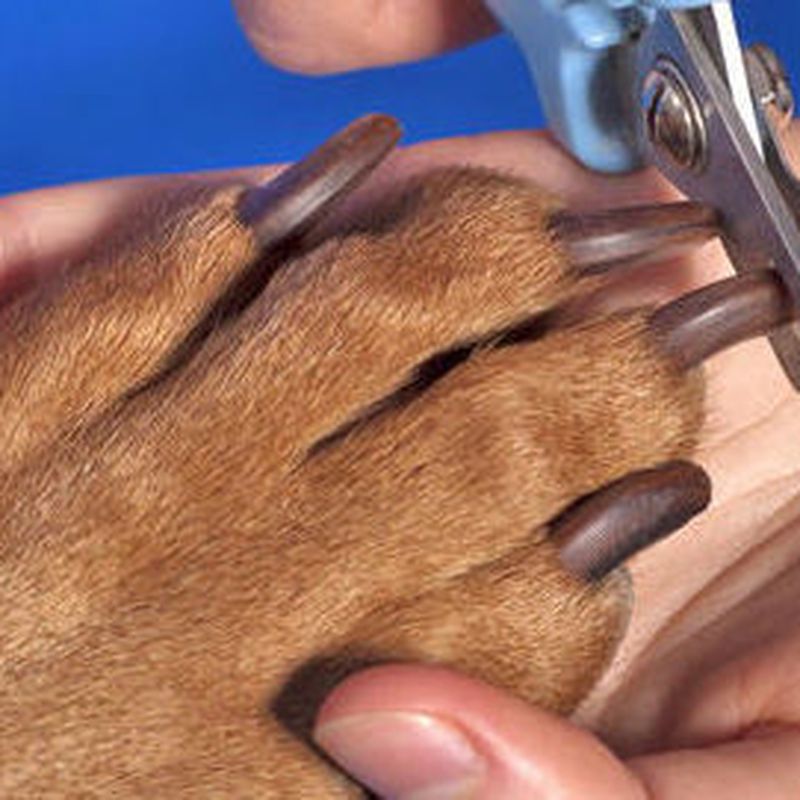 Corte de uñas: servicios de Itacan Peluquería Canina