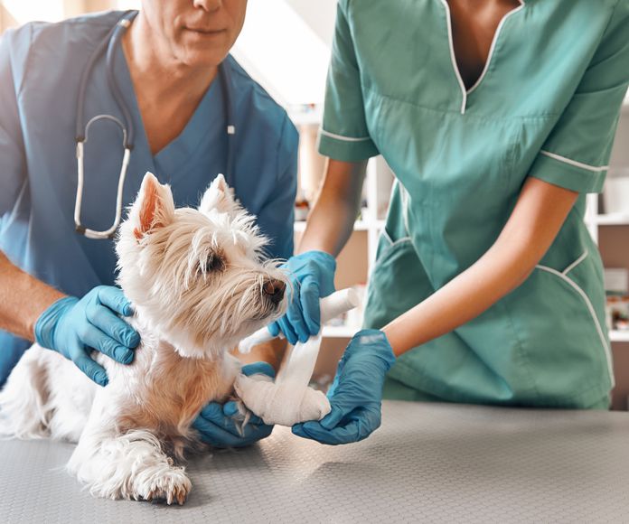Traumatología veterinaria: Servicios de Clínica Veterinaria Ntra. Sra. De Begoña