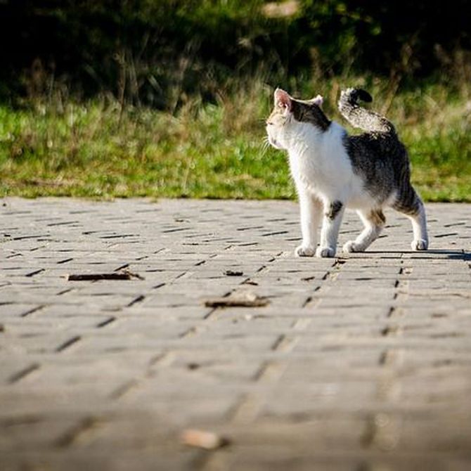 Cómo prevenir las enfermedades renales en gatos
