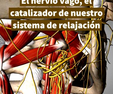 El nervio vago, el catalizador de nuestro sistema de relajación