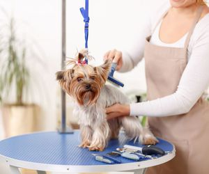 Tipos de peines y cepillos para perros