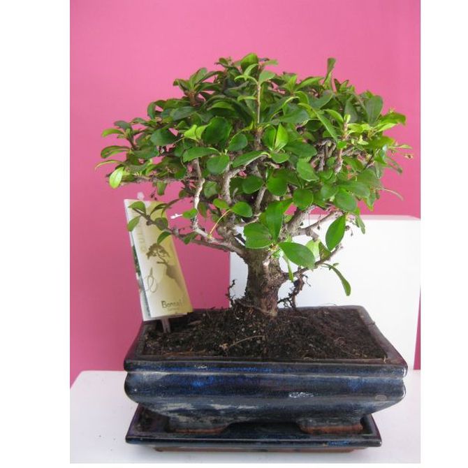 ¿Conoces el origen de los bonsáis? (I)