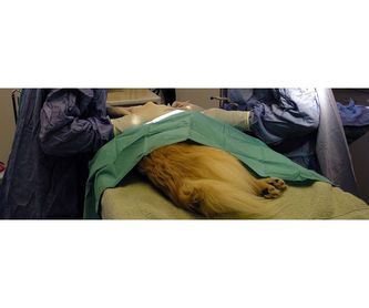 Servicio de peluquería: Servicios veterinarios de Clínica Veterinaria Don Guau