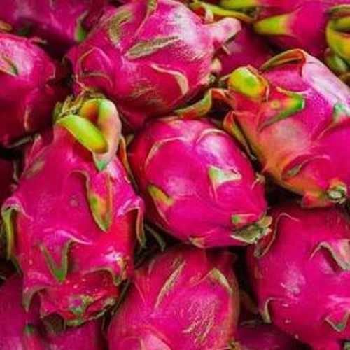 Recogida de pitayas en Almonte