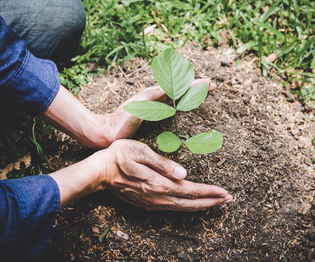 Cuáles son las mejores plantas para sembrar en primavera