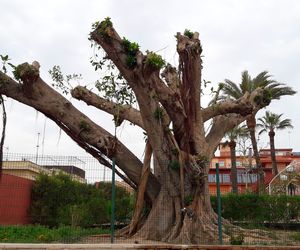 categoría: Jardineria