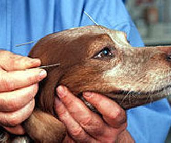 Fisioterapia y rehabilitación canina y felina: Especialidades  de Centro Veterinario Veracruz