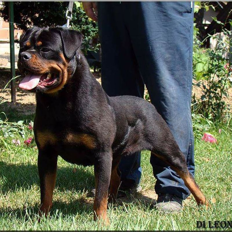 Hembras: Servicios y accesorios de Residencia Canina y Adiestramiento Tarazona