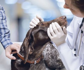 Peluquería canina y felina: Servicios de Centro Veterinario Azuqueca