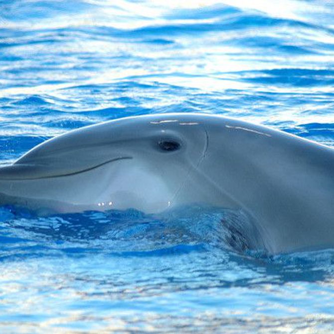 El delfín: el animal más sociable de la naturaleza