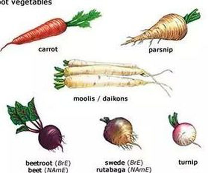 Vocabulary: root vegetables