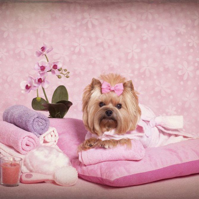 La importancia de un baño adecuado: Cuidado básico para tu mascota