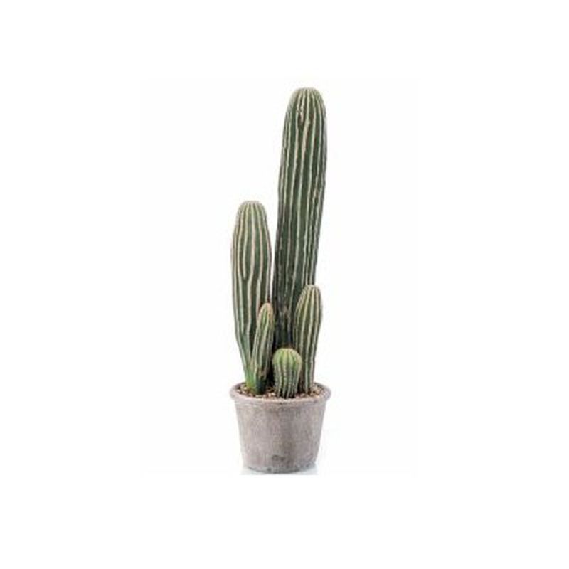Cactus San Pedro: ¿Qué hacemos? de Ches Pa, S.L.